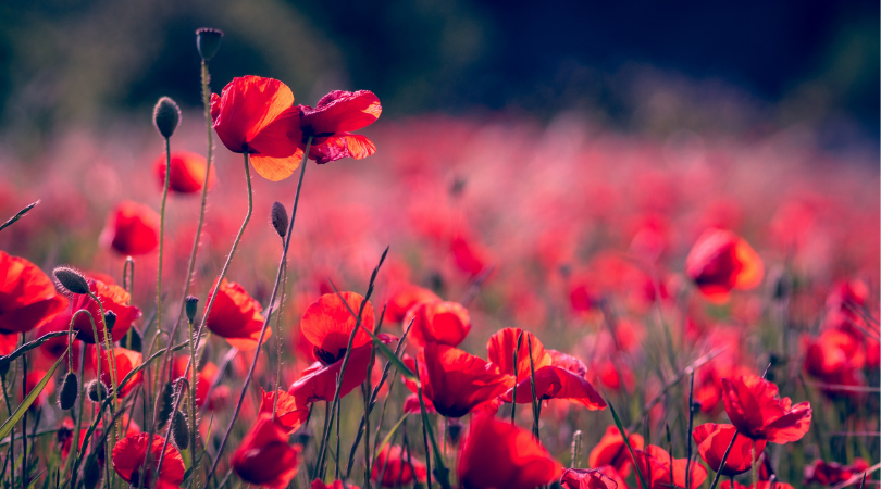 Remembrance Sunday – Honouring the people who sacrificed