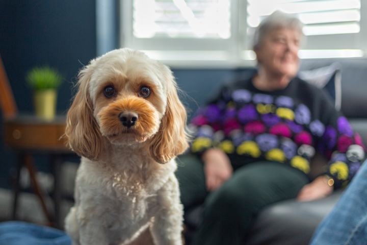 Health and wellbeing benefits of pets for older people