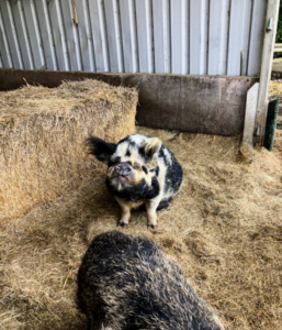 Physio on the Farm
